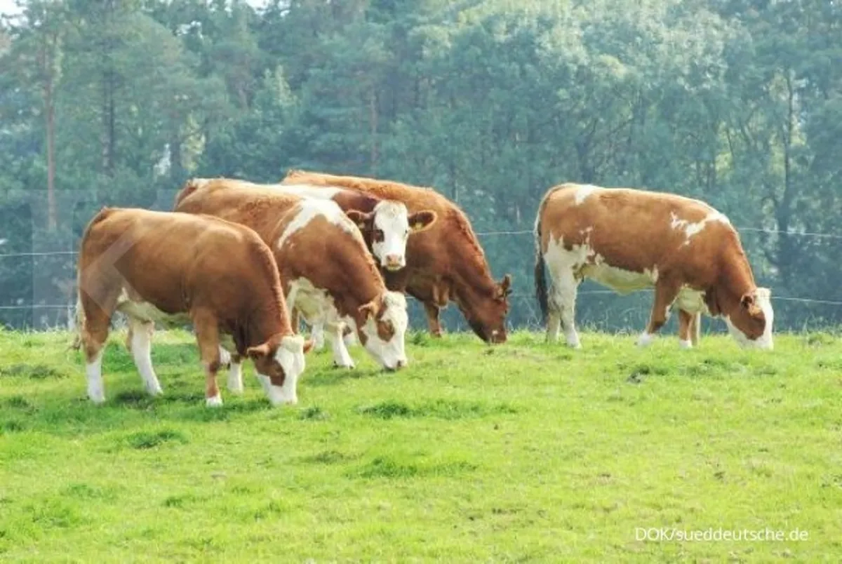 China Perluas Penyelidikan Subsidi Produk Susu Uni Eropa