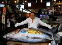 Fantastis! Seekor Tuna Sirip Biru Laku Rp54 Miliar di Lelang Ikan Tokyo
