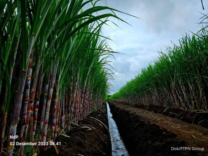 Jadi Produsen Gula Terbesar, PTPN Group Ulangi Sejarah Kejayaan 1 Abad Industri Gula