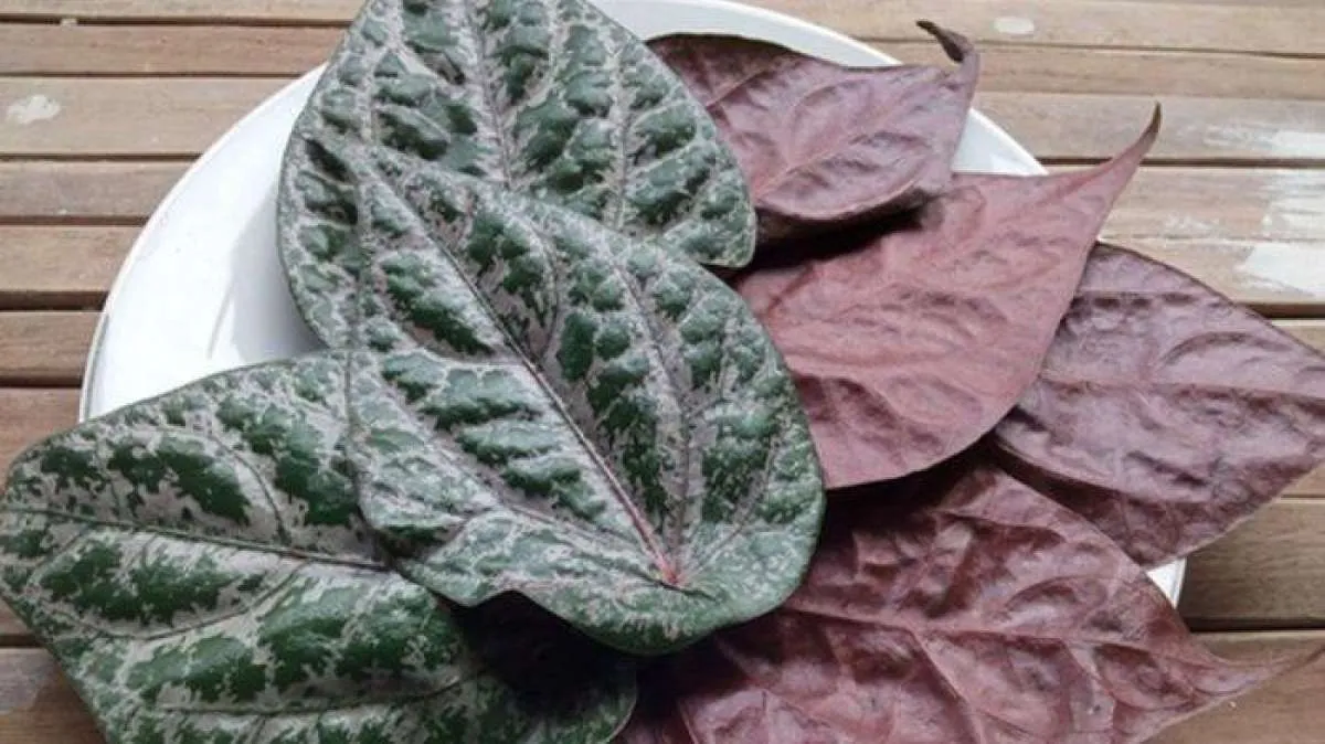 Tak Sekedar Mengobati Batuk, Ini Manfaat Daun Sirih Merah 
