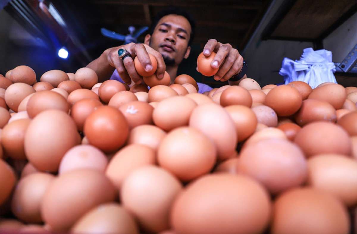 Harga telur ayam mulai turun