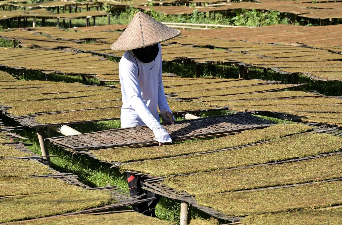 Tembakau Sebagai Emas Hijau Masyarakat Lombok Timur