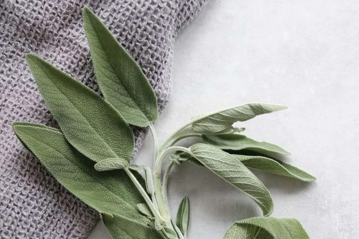 4 Bahan Herbal yang Efektif Mengontrol dan Menurunkan Gula Darah Tinggi