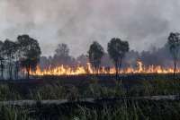Karhutla Bakar 107.000 Hektare, Pemerintah Kerahkan 43 Helikopter