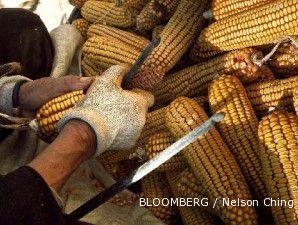Panen di AS terhambat cuaca, harga jagung di pasar komoditi terus menanjak