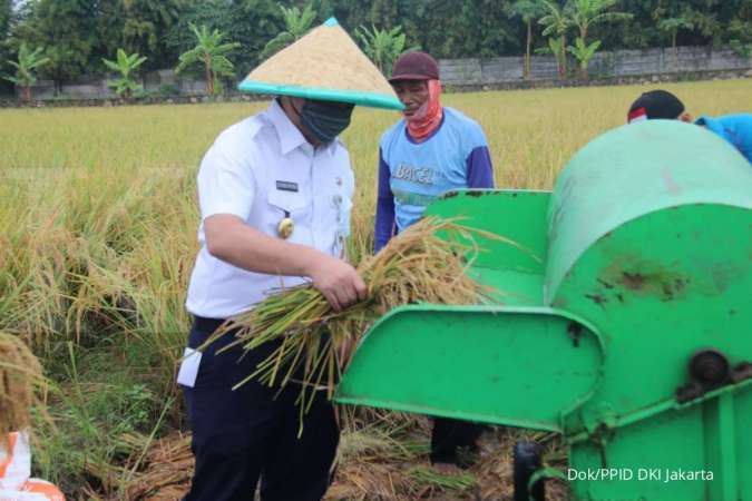 Jakarta panen raya tanaman padi hari ini! Kok bisa?