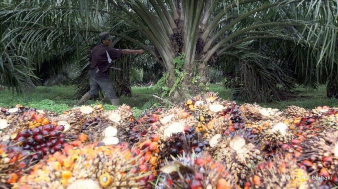 CPO terjungkal ke level terendah delapan pekan