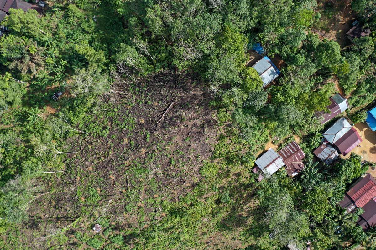 Bukan Lomba Cari Simpati tapi Mengembalikan Kerusakan Hutan