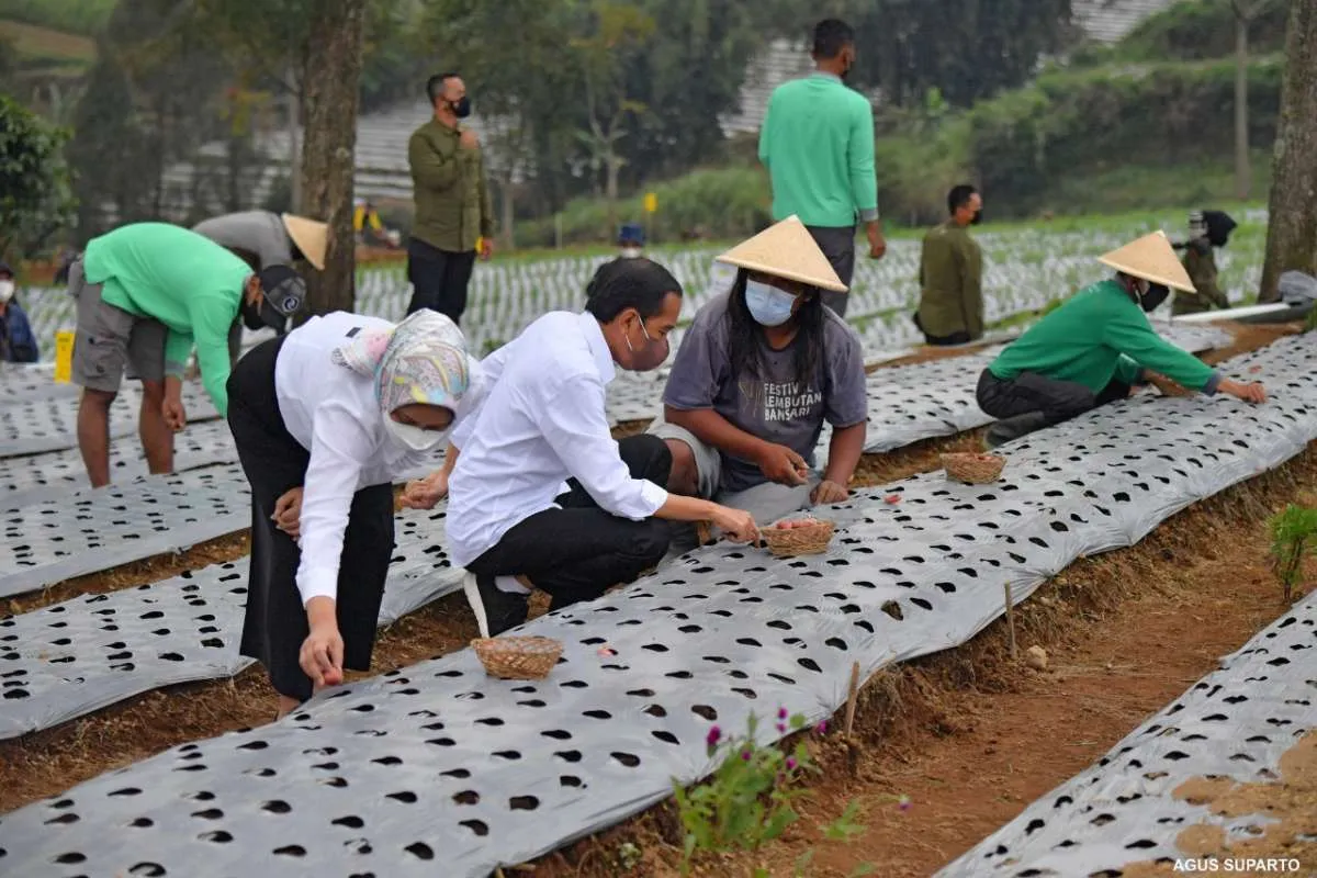 Jokowi ingin produktivitas dan pendapatan petani meningkat