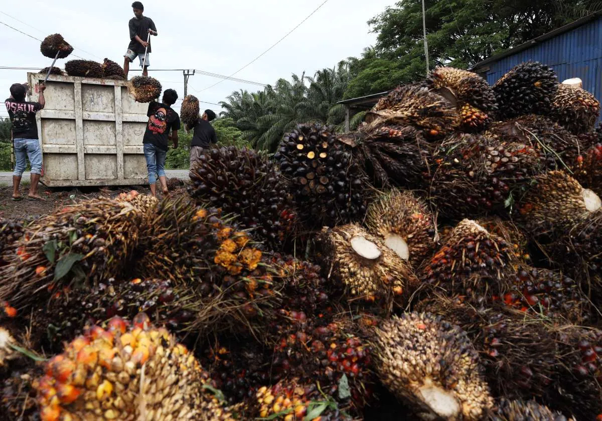Petani Sawit Tolak Kenaikan Pungutan Ekspor untuk Biayai B50, Ini Alasannya