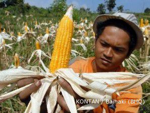 Harga jagung menyentuh harga tertinggi sejak Juli 2008