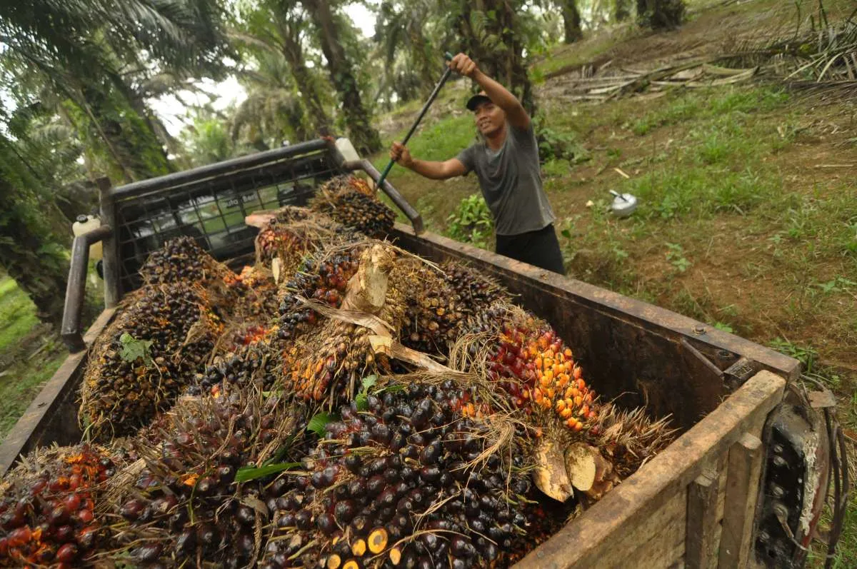 Apkasindo Catat Rata-Rata Penurunan Harga TBS Sepanjang 2023 Capai 13,4%