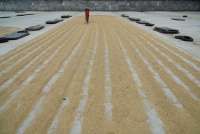 Harga Gabah dan Ikan Naik, Nilai Tukar Petani dan Nelayan Meningkat di Agustus 2025