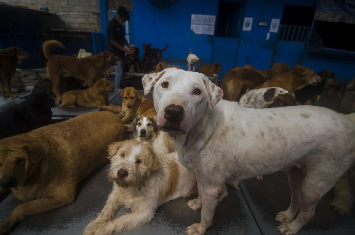 Korea Selatan Bakal Larang Makan Daging Anjing 