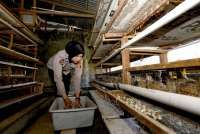 Kontribusi MBG ke Setoran Pajak Hanya 3% Hingga 5%