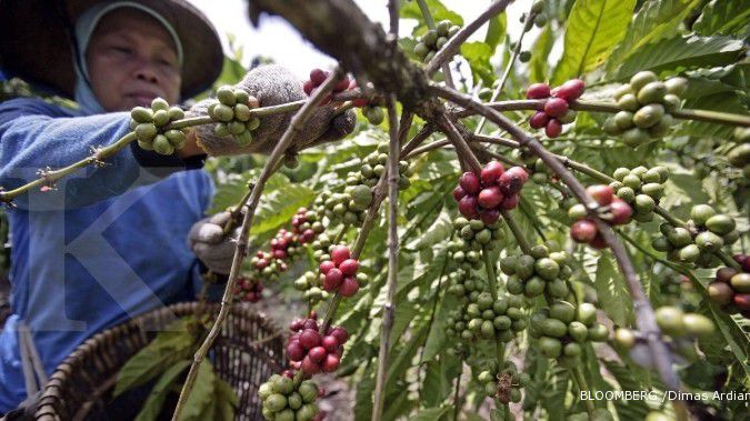 Ekspor kopi robusta Lampung kian harum