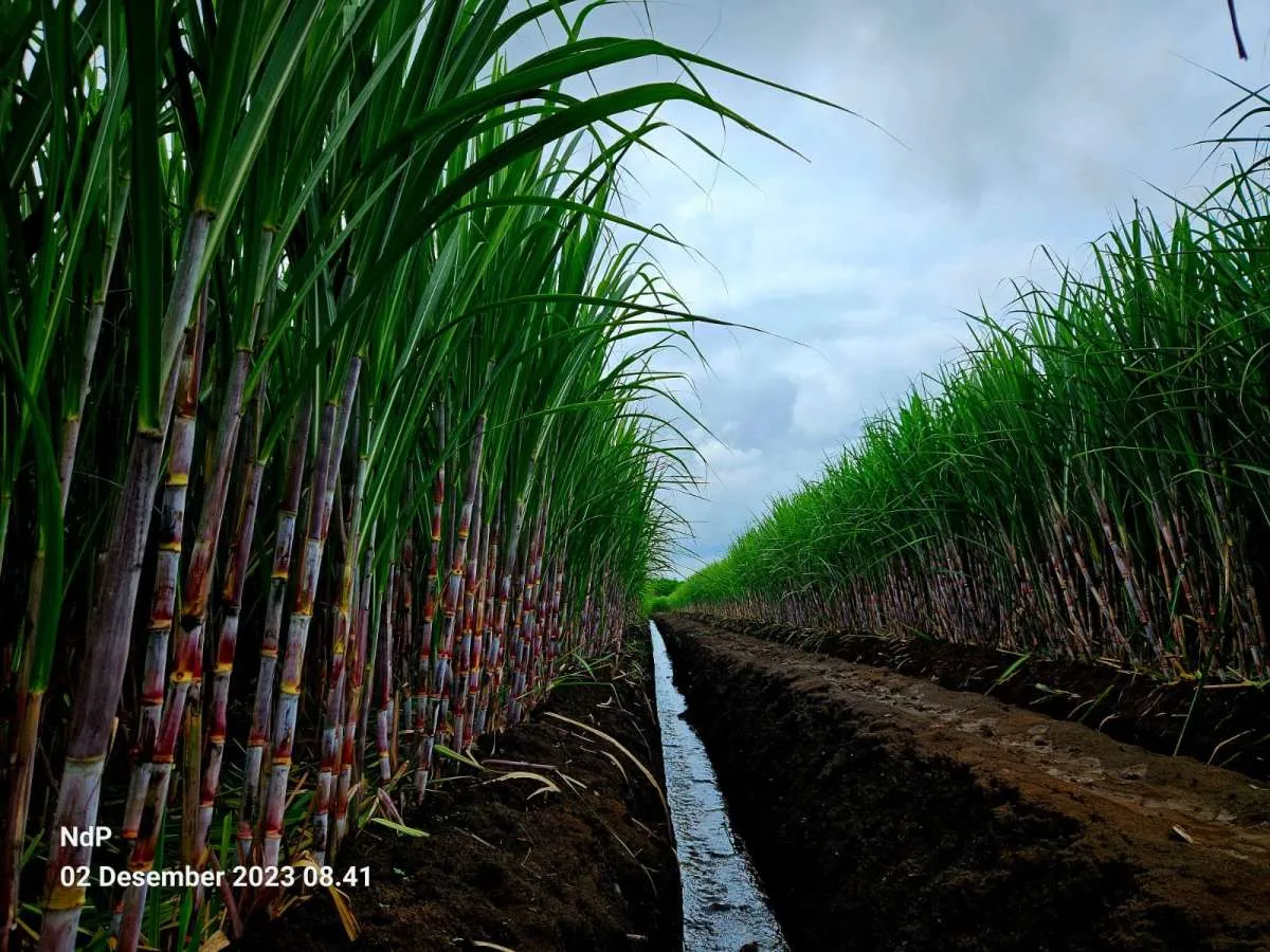 Jadi Produsen Gula Terbesar, PTPN Group Ulangi Sejarah Kejayaan 1 Abad Industri Gula