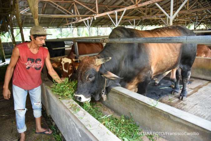 Cek Harga Sapi Limosin Kurban Idul Adha di Yogyakarta Hampir Tembus Rp 90 Jutaan