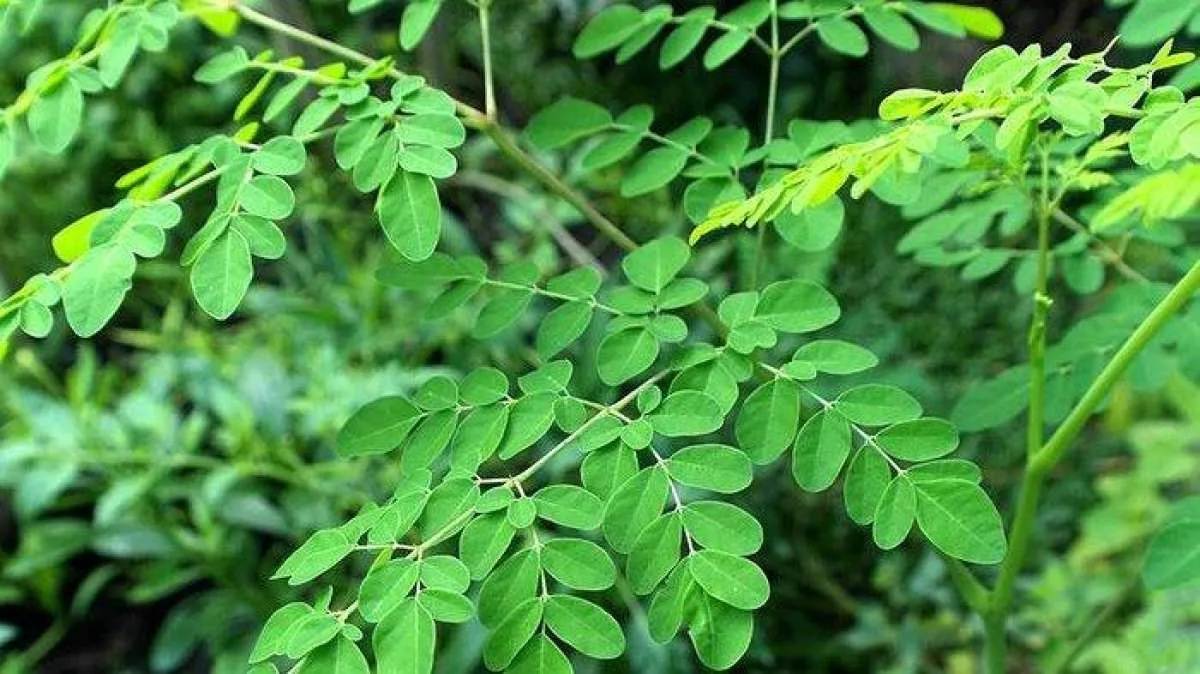 Manfaat dan efek samping daun kelor untuk kesehatan