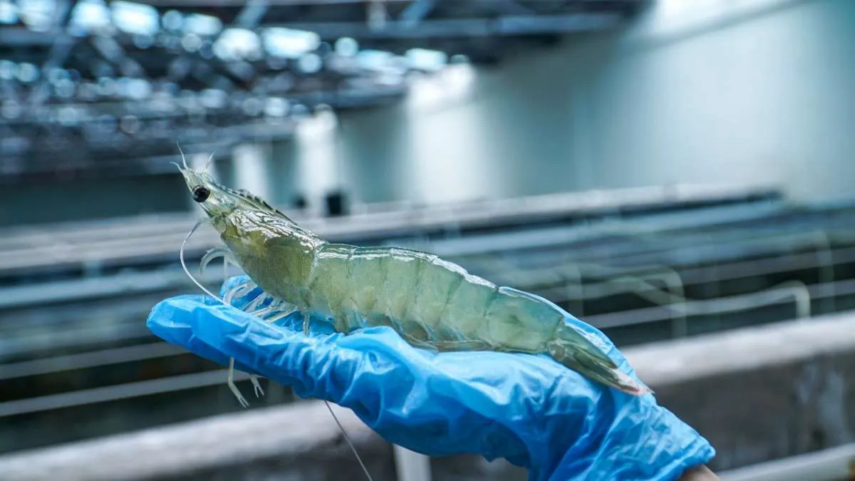 KKP Dorong Produksi Udang Nasional melalui Induk Udang Vaname Nusa Dewa