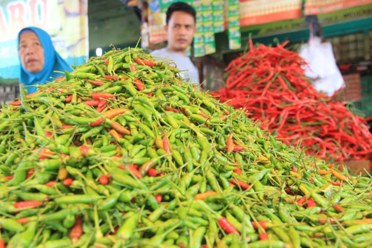 Harga cabai rawit setara daging sapi, ini dia yang jadi biang keroknya