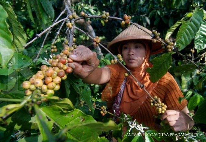 Panen kopi Lampung diprediksi turun 30 %