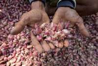 Rupiah ke Rp18.000, Ikappi: Belum Berdampak ke Pasar, tapi Harga Bawang Merah Melejit