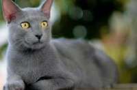 Awas, Kucing Bisa Rabies? Inilah Ciri-Ciri yang Harus Diwaspadai