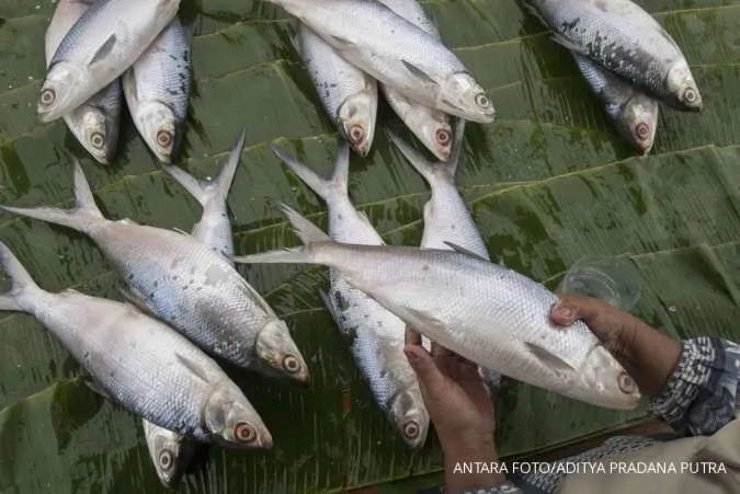 Yuk Cari Tahu! Inilah 5 Jenis Ikan yang Aman Dikonsumsi Penderita Darah Tinggi