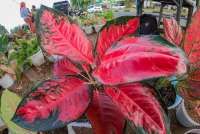 Sedang hit, penjual tanaman hias panen rezeki di masa pandemi