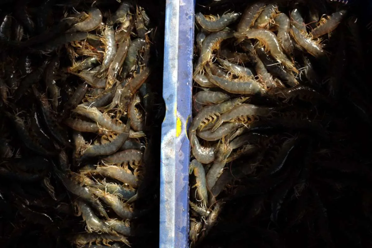 Perindo Sukses Panen Udang Vaname 20,6 Ton di Pekalongan hingga Agustus 2022