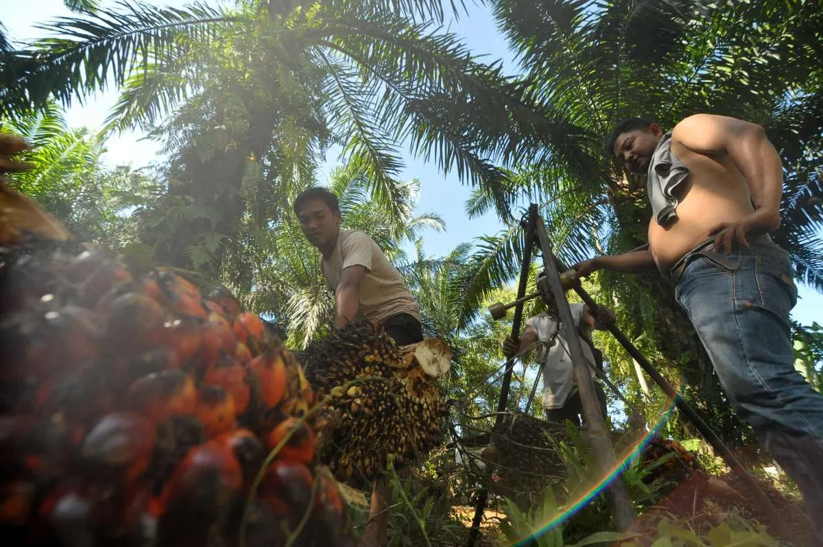 Petani Sawit Berharap Pemerintah Tak Ganggu Lahan yang Sudah Bersertifikat HGU