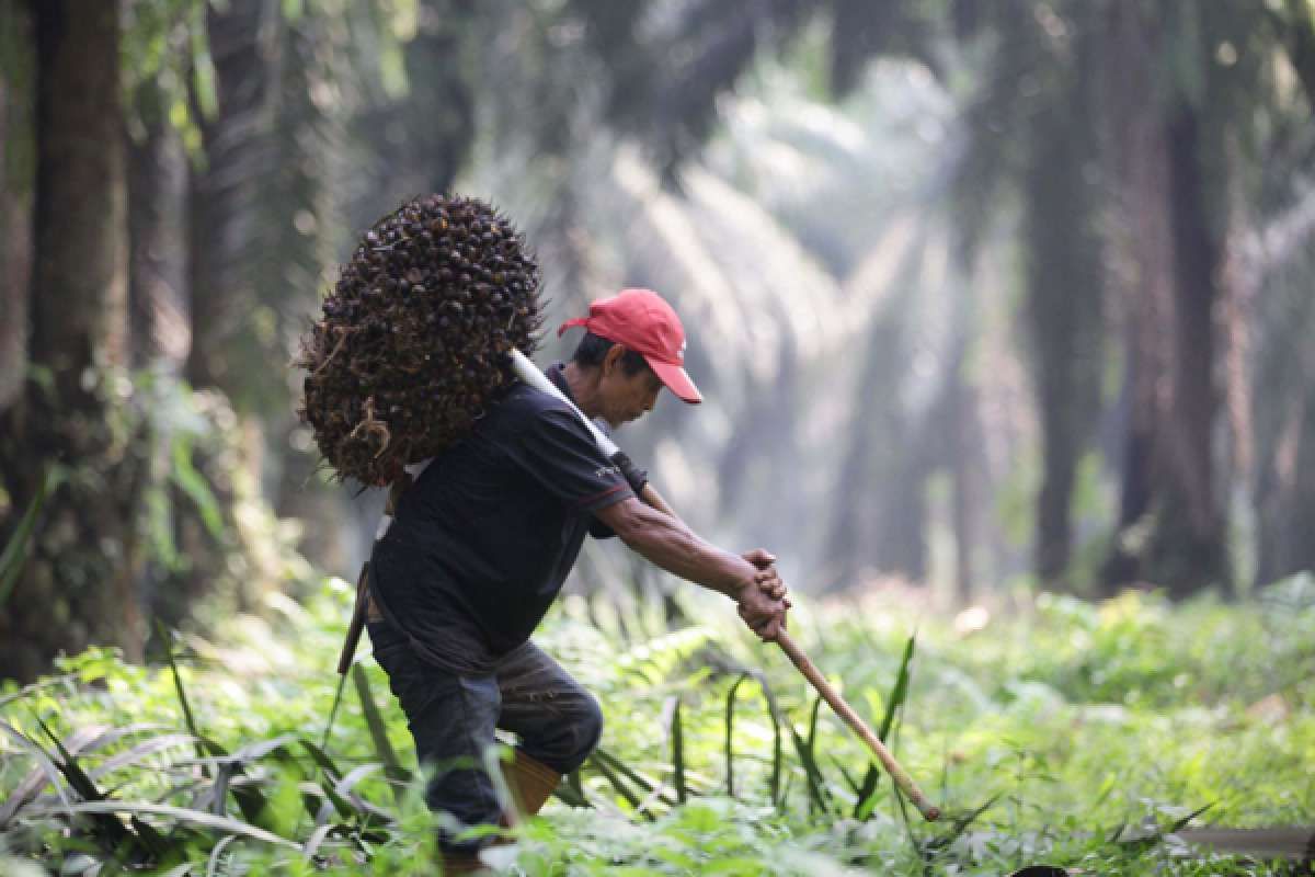 Indonesia Plans to Implement B35 Biodiesel by End of July