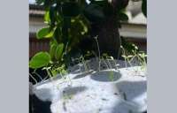 Jangkau Pasar Ekspor, Seed Paper Indonesia Bikin Konten Edukasi