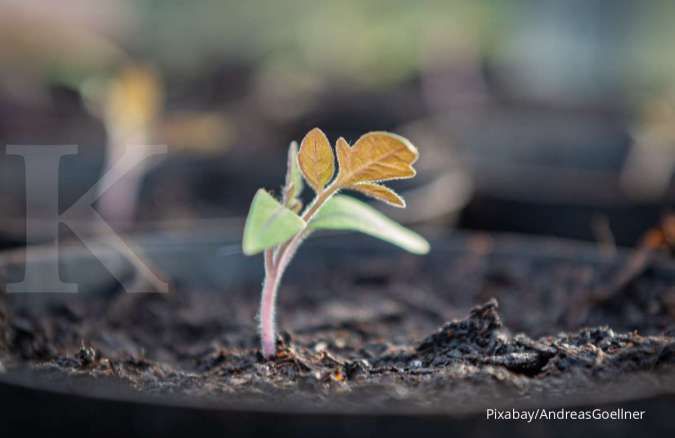 Memahami Pentingnya Sinar Matahari yang Dibutuhkan Setiap Tanaman untuk Hidup