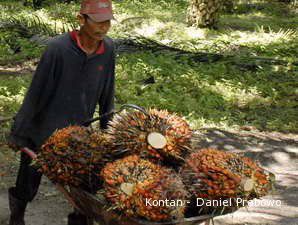 Pemerintah Harus Tegas Soal Kisruh Lahan Kelapa Sawit