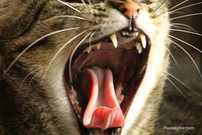 Mulut Kucing