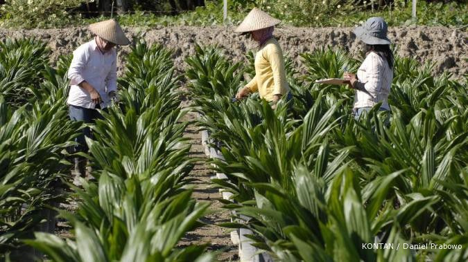 AALI buka lahan sawit 10.000 Ha di Indonesia Timur