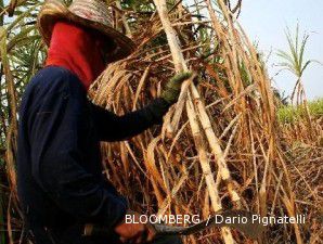 Petani tebu keluhkan anomali musim