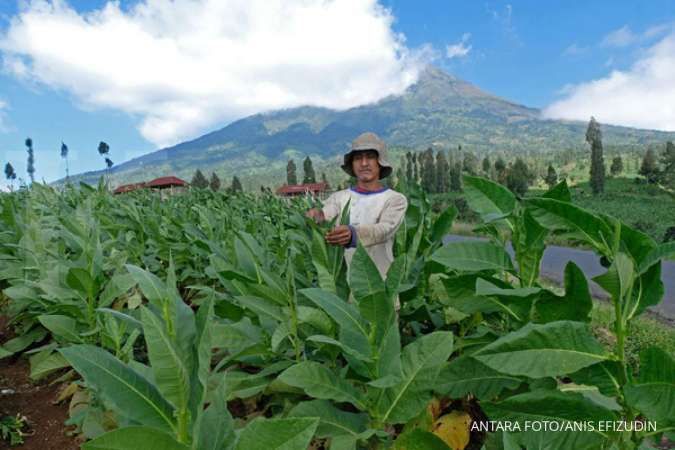 LAKPESDAM-PBNU temukan fakta regulasi PP 109/2012 menekan pergerakan petani tembakau