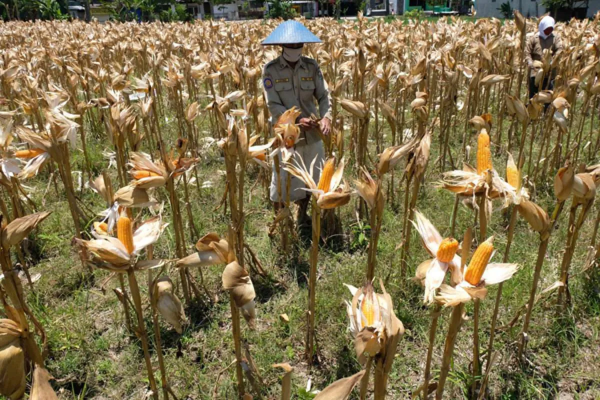 Petrokimia Gresik meluncurkan program Agro Solution