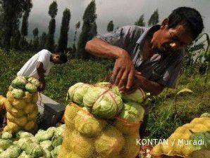 Manfaatkan hujan, petani bisa tanam sepanjang musim