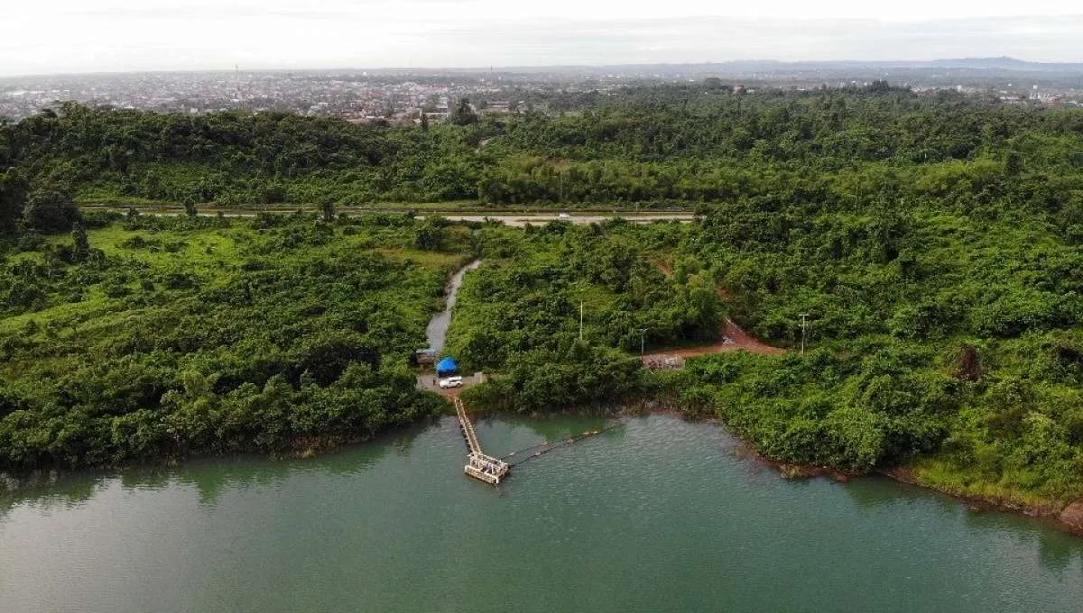 KPC Kembangkan Bibit Pohon Endemik di Bekas Lahan Tambang