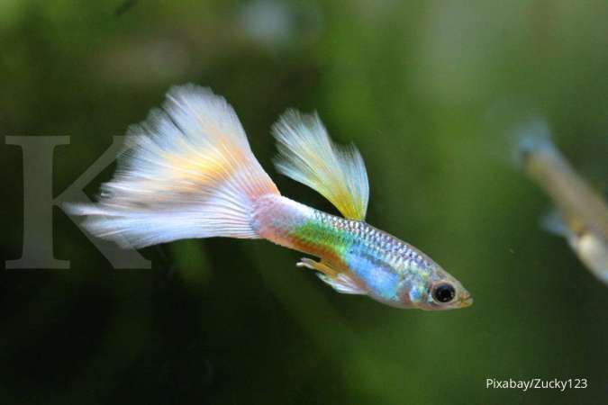 10 Jenis Ikan Guppy dan Harganya di Tahun 2022, Ini Paling Banyak Dicari 