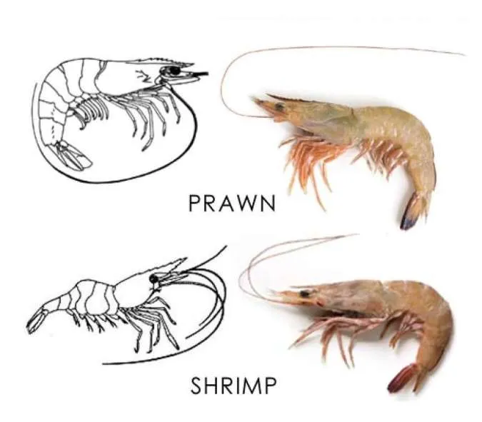Perbedaan Shrimp dan Prawn