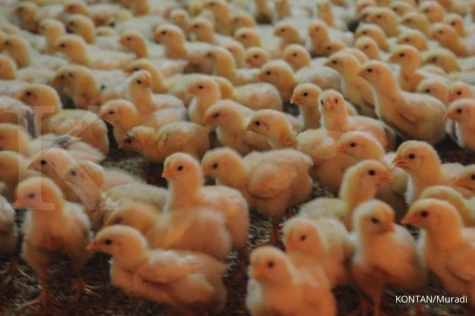 Bisnis DOC bisa dongkrak kinerja emiten poultry
