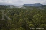 Forests and Finance: Ada Kredit US$ 238 Miliar yang Berisiko Merusak Hutan di Dunia