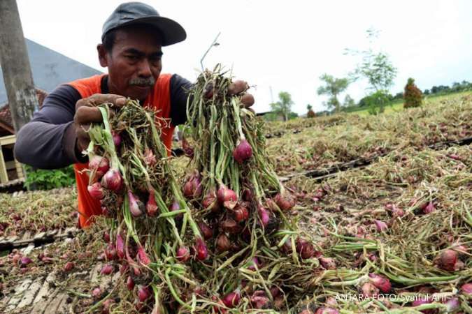 Petani Keluhkan Harga Bawang Merah Anjlok Sampai Rp 9.000 Per Kg