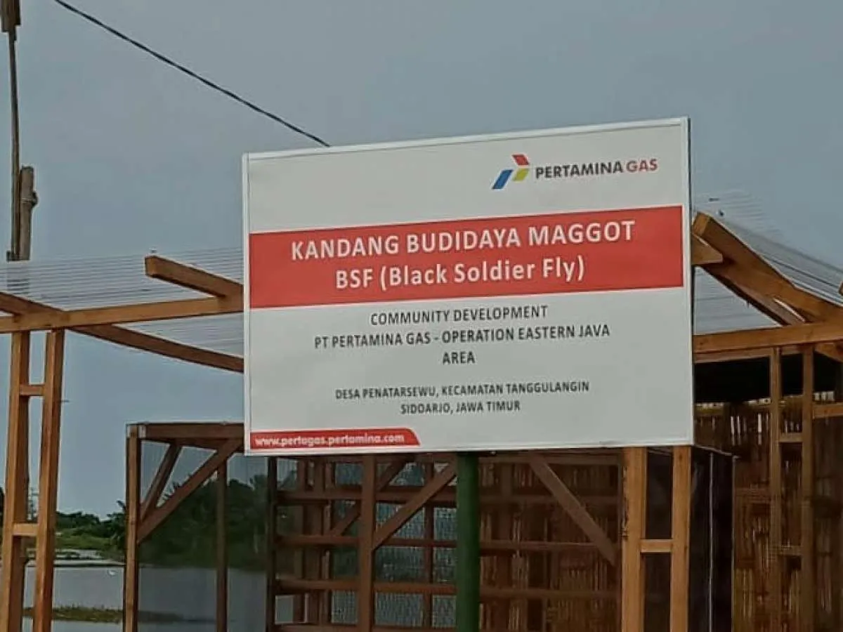 Antisipasi dampak Covid-19, Kampung ikan asap binaan Pertagas budidayakan Maggot BSF
