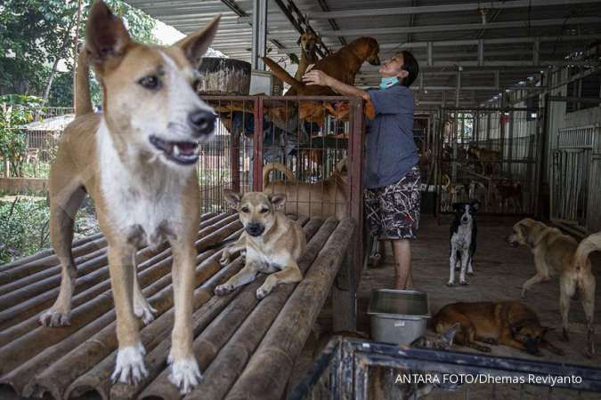Peternak Korea Selatan Marah Soal RUU Daging Anjing
